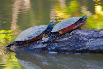 Northern Red-bellied Cooter (Pseudemys rubriventris​)