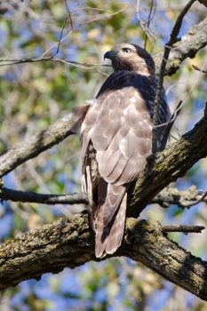 Red-shouldered Hawk (Buteo lineatus)