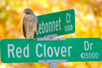 Red-shouldered Hawk (Buteo lineatus)