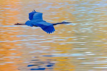 Great Blue Heron (Ardea herodias)