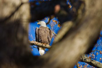 Bald Eagle (Haliaeetus leucocephalus)
