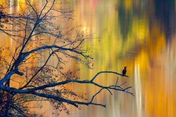 Double-crested Cormorant (Nannopterum auritum)
