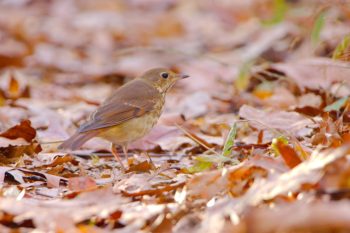 Hermit Thrush (Catharus guttatus)