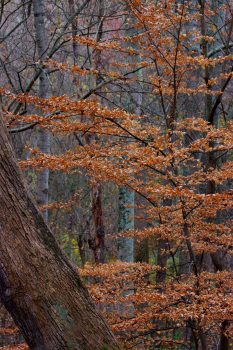 Beech Leaves