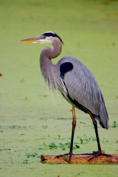 Great Blue Heron (Ardea herodias)