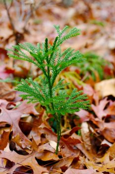 Dendrolycopodium dendroideum (Tree Groundpine)