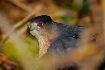 Cooper's or Sharp-shinned Hawk