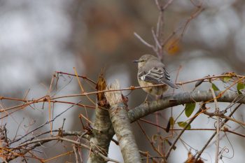 Northern Mockingbird (Mimus polyglottos)