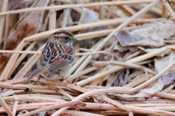 White-throated Sparrow (Zonotrichia albicollis)
