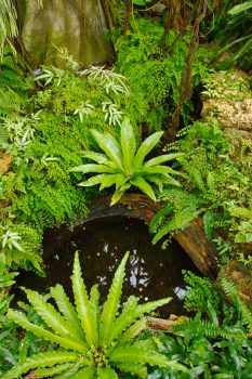 Birds Nest and Maidenhair Ferns
