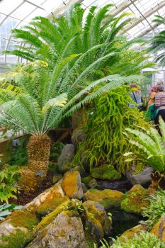 Tree and Tassel Ferns