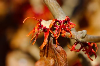 Hamamelis (Witch Hazel)