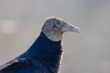 Coragyps atratus (Black Vulture)