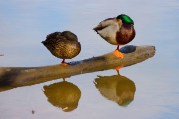 Mallards (Anas platyrhynchos)