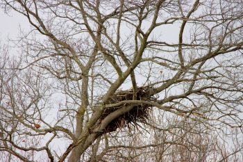 Bald Eagle Nest
