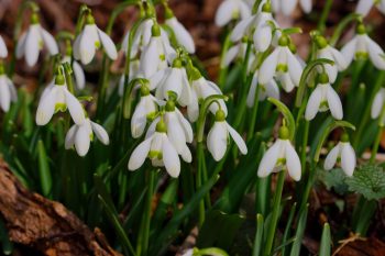 Snow Drops (Galanthus nivalis)