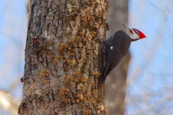 Pileated Woodpecker (Dryocopus pileatus)