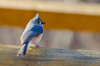 Tufted Titmouse (Baeolophus bicolor)