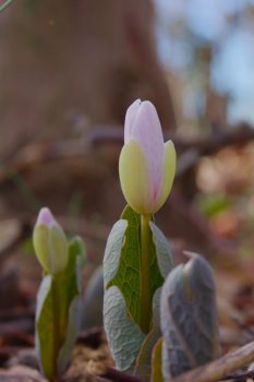 Sanguinaria canadensis (Bloodroot)