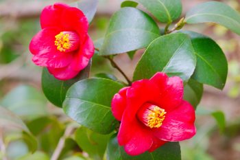 Camellia japonica ‘Hokkaido Red’
