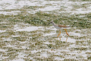 Greater Yellowlegs (Tringa melanoleuca)