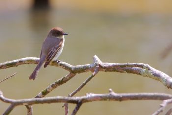 Eastern Phoebe (Sayornis phoebe)