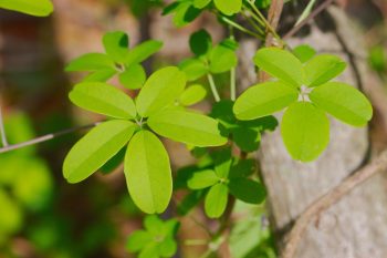 Akebia quinata (Chocolate Vine)