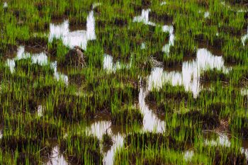 Marsh Grass