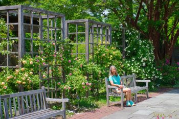 Cathy in the National Arboretum Rose Garden