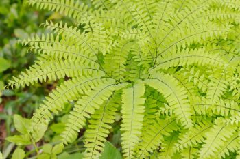 Adiantum pedatum (Northern Maidenhair Fern)