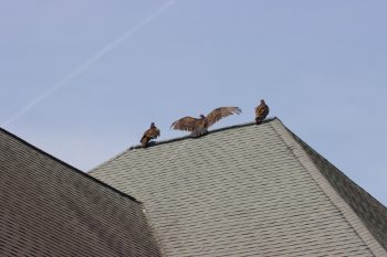 Vultures On The Church