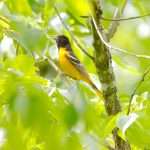 Baltimore Oriole (Icterus galbula)