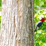 Red-headed Woodpecker (Melanerpes erythrocephalus)