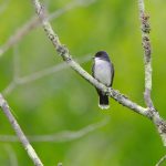 Eastern Kingbird (Tyrannus tyrannus)