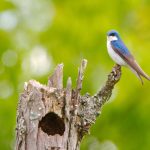 Tree Swallow (Tachycineta bicolor)