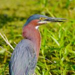 Green Heron (Butorides virescens)