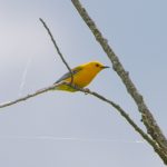 Prothonotary Warbler (Protonotaria citrea)
