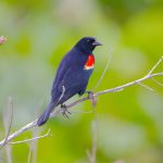 Red-winged Blackbird (Agelaius phoeniceus)