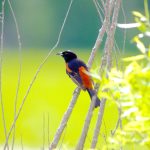Orchard Oriole (Icterus spurius)