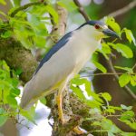 Black-crowned Night Heron (Nycticorax nycticorax)