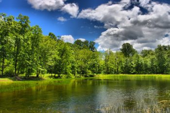 The Pond