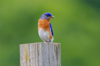 Eastern Bluebird (Sialia sialis)