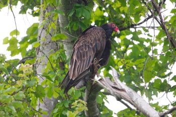 Turkey Vulture (Cathartes aura)