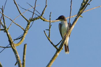 Eastern Kingbird (Tyrannus tyrannus)