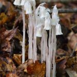 Indian Pipe (Monotropa uniflora)