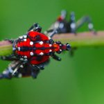 Spotted Lanternfly (Lycorma delicatula)