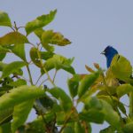indigo bunting (Passerina cyanea)