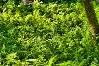 Ferns