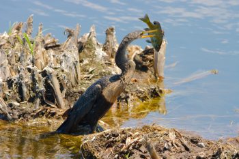 Anhinga (Anhinga anhinga)