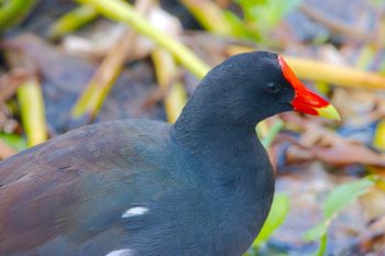 Common Gallinule (Gallinula galeata)